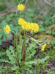 Attēlu rezultāti vaicājumam “Taraxacum officinale aggr. leaf”