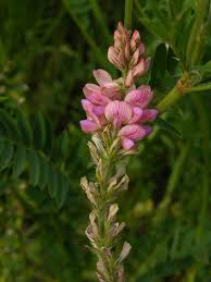 Image result for Onobrychis viciifolia