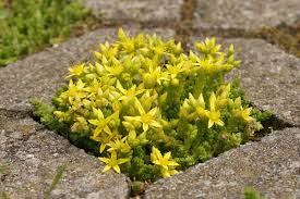 Attēlu rezultāti vaicājumam “Sedum acre leaf”