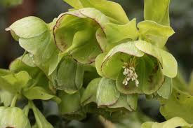 Image result for Helleborus foetidus