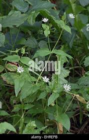 Attēlu rezultāti vaicājumam “Moehringia trinervia bud”
