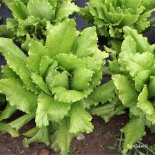 Image result for Pflücksalat