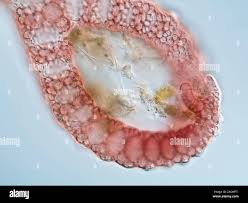 Attēlu rezultāti vaicājumam “Ceramium sp.”