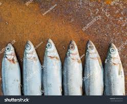 Image result for Coregonus albula