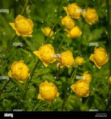 Attēlu rezultāti vaicājumam “Ranunculus lingua bud”