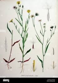 Attēlu rezultāti vaicājumam “Crepis tectorum flower”