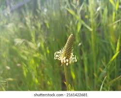 Attēlu rezultāti vaicājumam “Plantaginaceae”