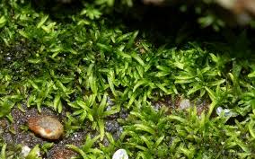 Attēlu rezultāti vaicājumam “Gyroweisia tenuis”