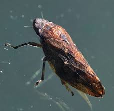 Attēlu rezultāti vaicājumam “Aphrophoridae”