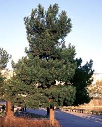 Attēlu rezultāti vaicājumam “Pinus sibirica”