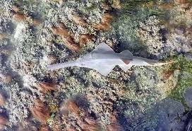 Image result for Pristis pectinata