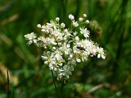 Attēlu rezultāti vaicājumam “Filipendula vulgaris fruit”