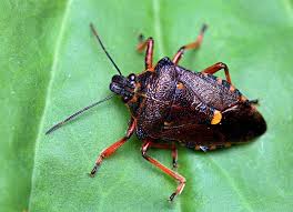 Attēlu rezultāti vaicājumam “Pinthaeus sanguinipes”