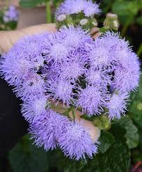 Image result for Ageratum mexicanum