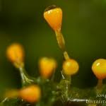 Attēlu rezultāti vaicājumam “Craterium sp.”