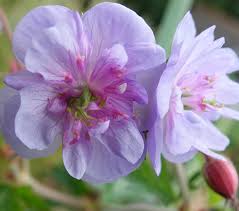 Image result for Geranium `Summer Skies`