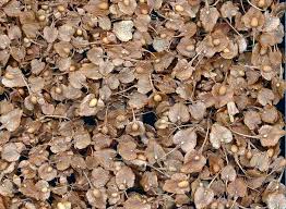 Attēlu rezultāti vaicājumam “Rumex crispus fruit”