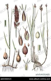 Attēlu rezultāti vaicājumam “Carex chordorrhiza”