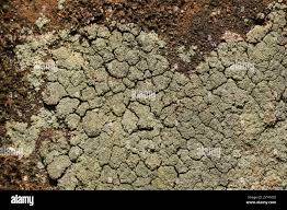 Attēlu rezultāti vaicājumam “Lepraria incana”