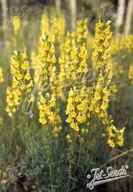 Attēlu rezultāti vaicājumam “Linaria loeselii flower”