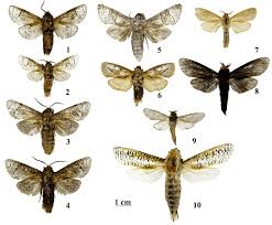 Attēlu rezultāti vaicājumam “Cossidae”