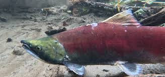 Image result for Oncorhynchus nerka