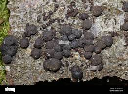 Attēlu rezultāti vaicājumam “Hypoxylon multiforme”