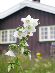 Attēlu rezultāti vaicājumam “Polemonium caeruleum bud”