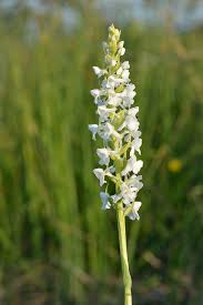 Attēlu rezultāti vaicājumam “Gymnadenia conopsea bud”