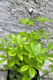 Image result for Galium odoratum