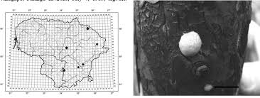 Attēlu rezultāti vaicājumam “Amaurochaete atra spores”