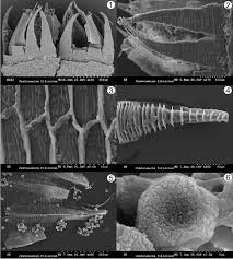 Attēlu rezultāti vaicājumam “Palustriella falcata”