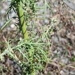 Attēlu rezultāti vaicājumam “Centaurea stoebe leaf”