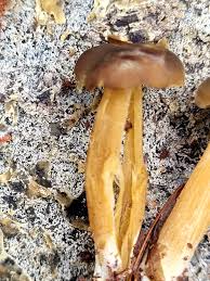 Attēlu rezultāti vaicājumam “Physarum daamsii sessile”