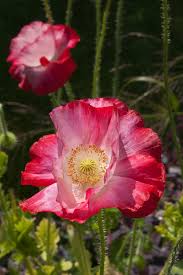 Image result for Papaver rhoeas 'Shirley'