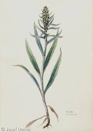 Attēlu rezultāti vaicājumam “Gnaphalium sylvaticum flower”