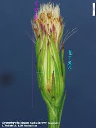 Attēlu rezultāti vaicājumam “Atrichum flavisetum sporophyte”