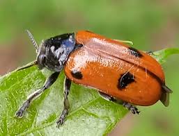 Attēlu rezultāti vaicājumam “Clytra quadripunctata”