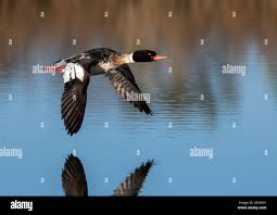 Attēlu rezultāti vaicājumam “Mergus serrator”