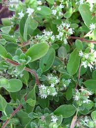 Image result for Origanum majorana