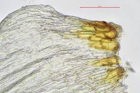 Attēlu rezultāti vaicājumam “Hylocomiastrum umbratum”