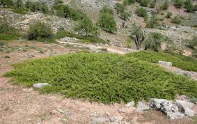 Attēlu rezultāti vaicājumam “Juniperus sabina”