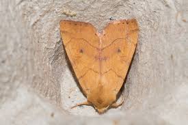 Attēlu rezultāti vaicājumam “Enargia paleacea”