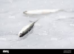 Image result for Coregonus albula