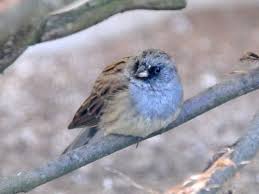 Image result for Emberiza spodocephala