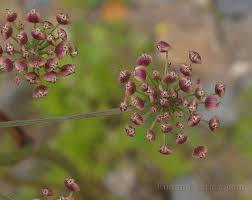 Attēlu rezultāti vaicājumam “Peucedanum palustre flower”