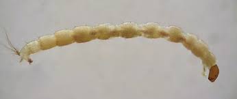 Attēlu rezultāti vaicājumam “Chironomidae imago”