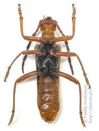 Attēlu rezultāti vaicājumam “Rhamnusium bicolor”