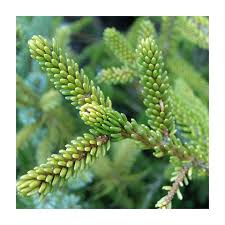 Attēlu rezultāti vaicājumam “Picea orientalis”