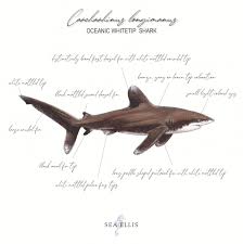 Image result for Carcharhinus longimanus